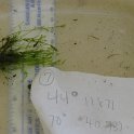 site7 Nitella a vascular plant-like algae